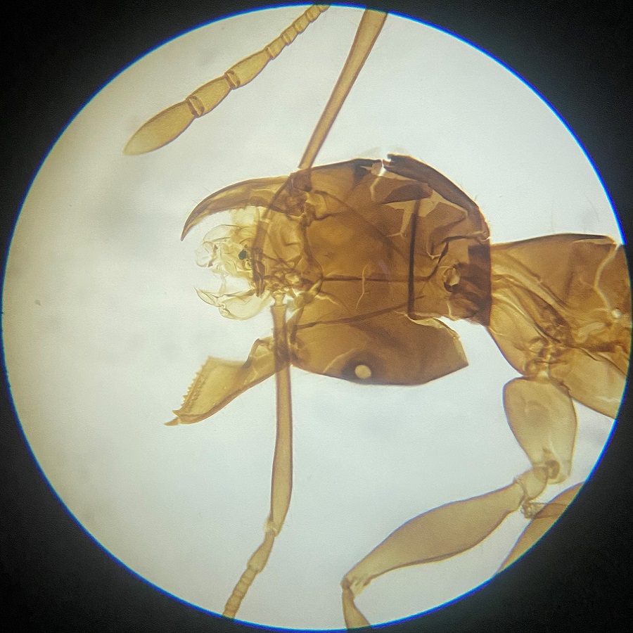 ant under microscope
