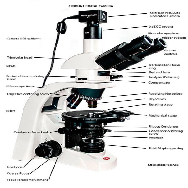 microscope parts labeled
