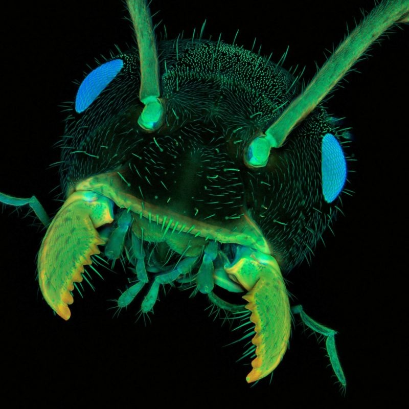 ant under microscope
