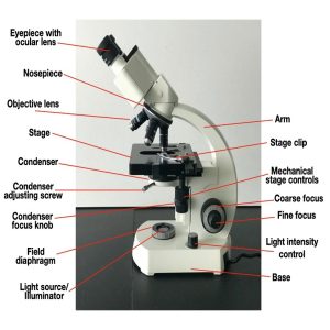 How to Microscope Parts labeled: Labeled Diagrams & Functions
