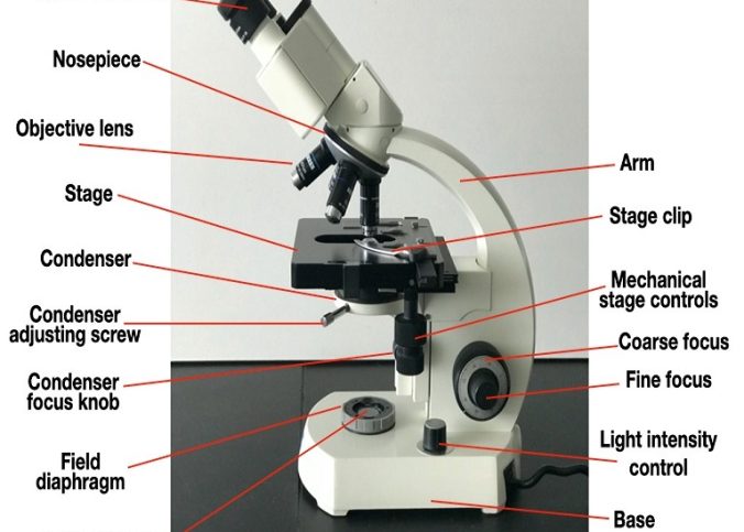 microscope parts labeled