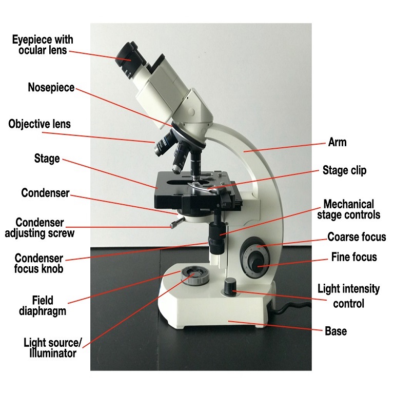 microscope parts labeled