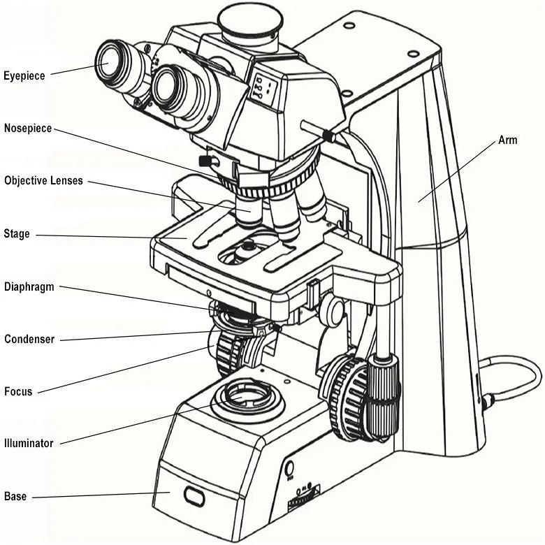 microscope parts labeled
