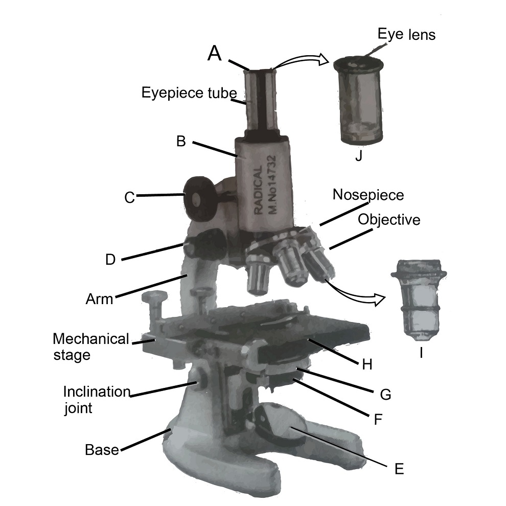 compound microscope labeled
