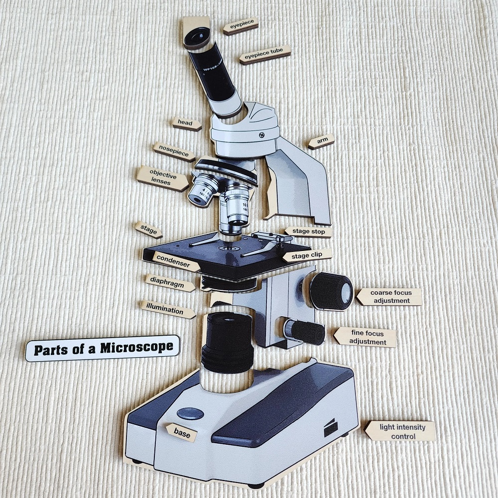 microscope parts and functions
