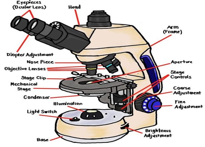 compound microscope labeled