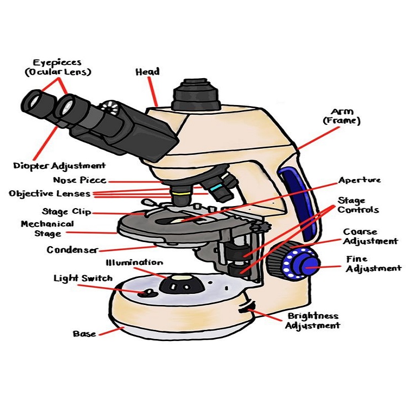 compound microscope labeled