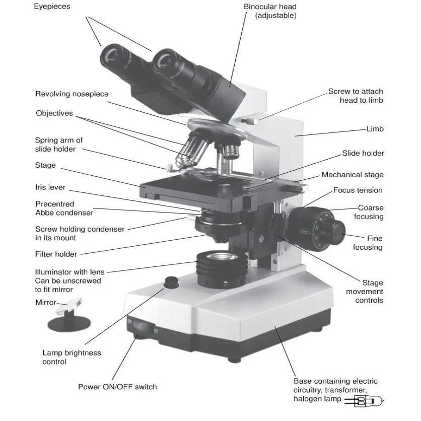 compound microscope labeled
