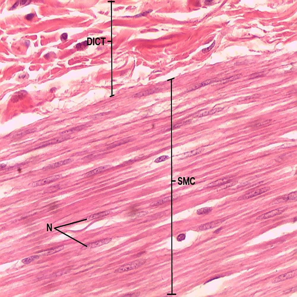 smooth muscle under microscope
