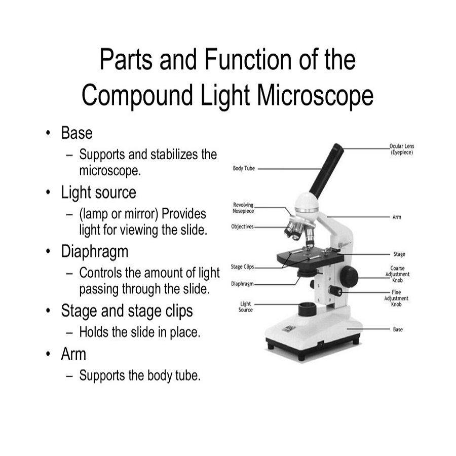 microscope parts and functions
