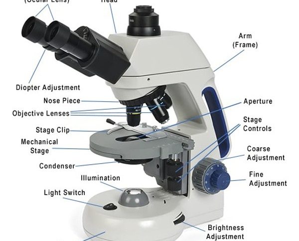 parts of a microscope labeled