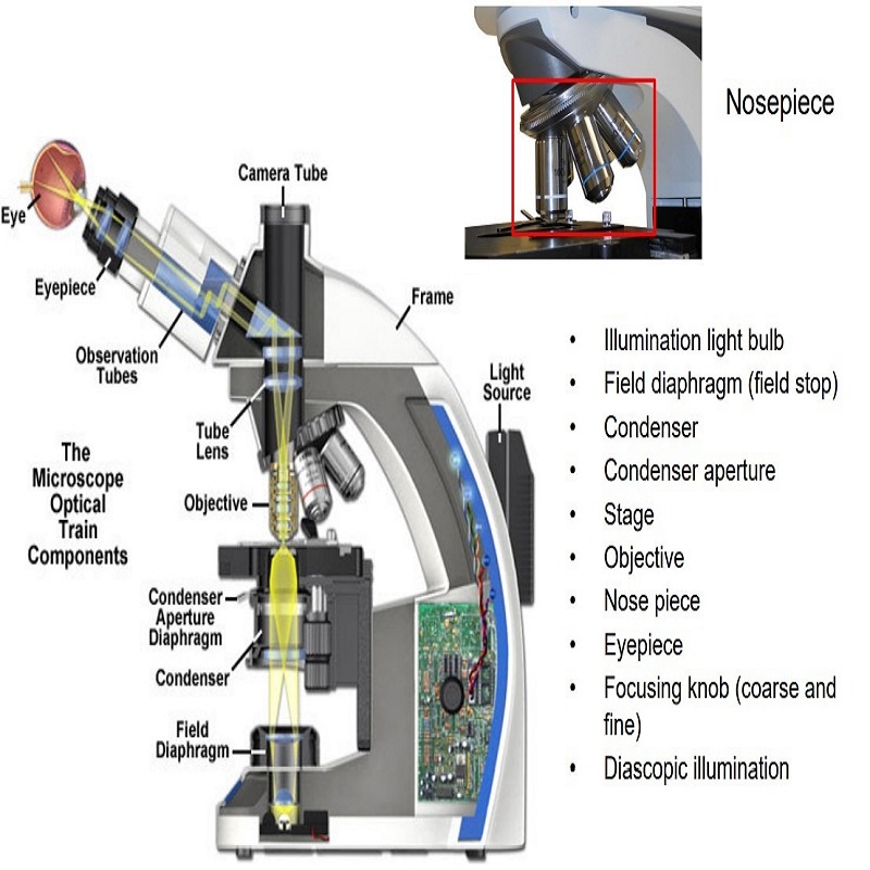 microscope parts and functions
