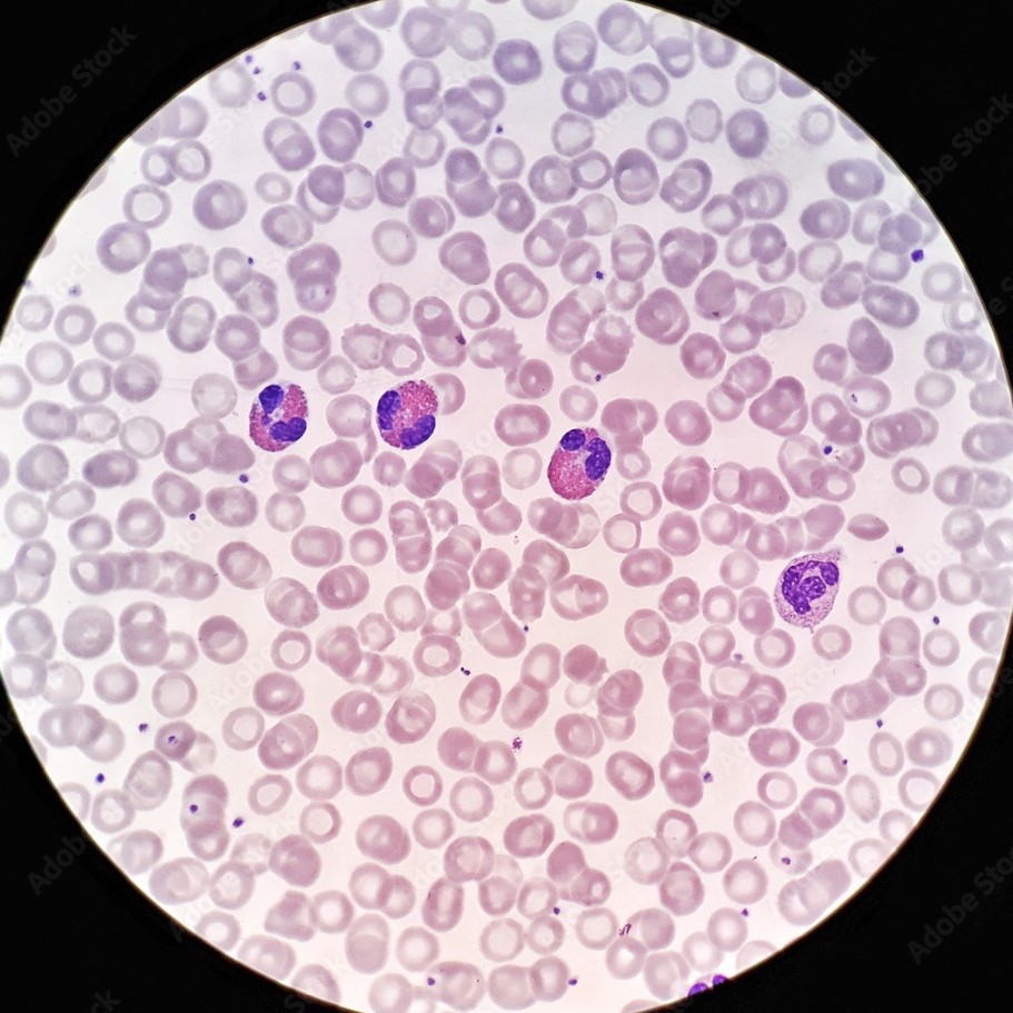 blood cells under microscope