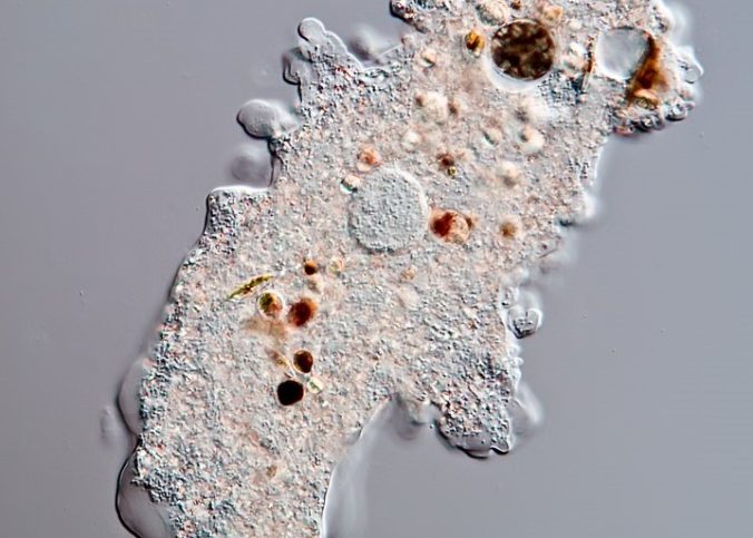 amoeba under microscope