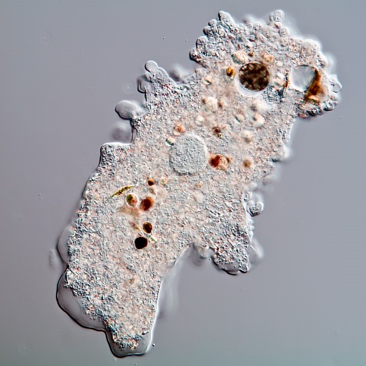 amoeba under microscope