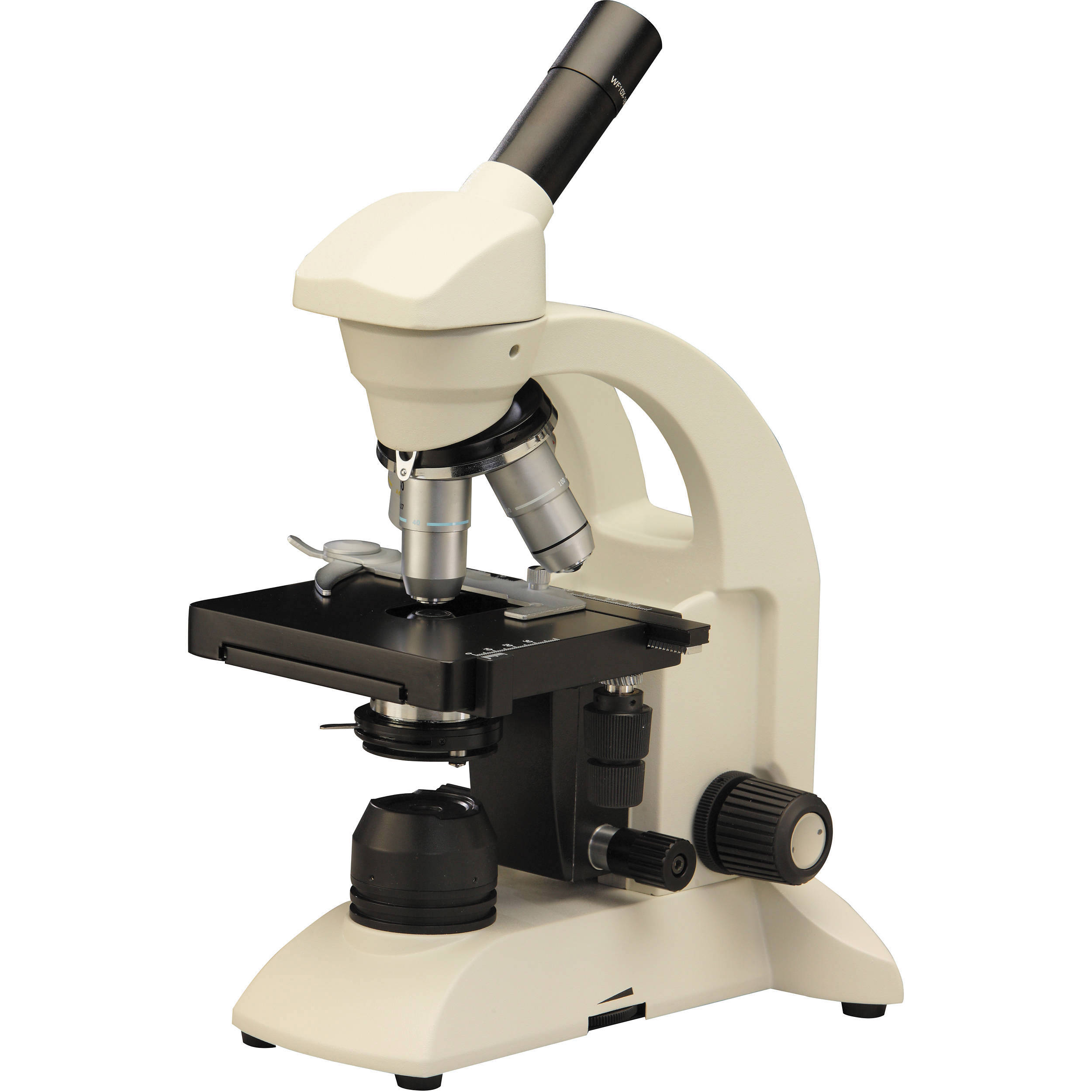 amoeba under microscope