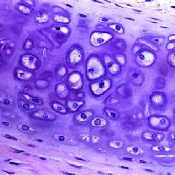 hyaline cartilage under microscope