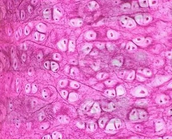 hyaline cartilage under microscope