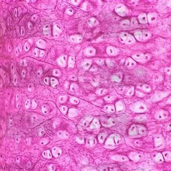 hyaline cartilage under microscope