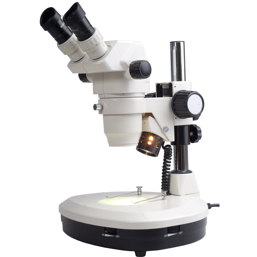 amoeba under microscope