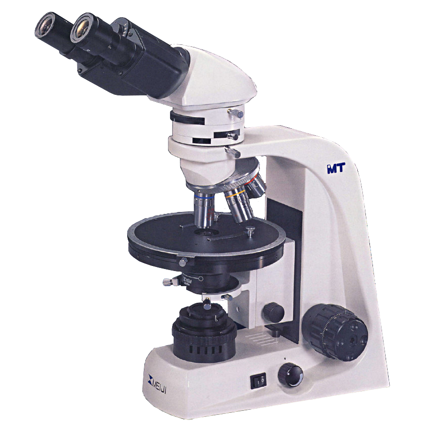 amoeba under microscope